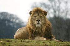lions.jpg