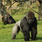 gorilla.jpg