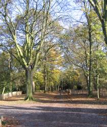 park.jpg